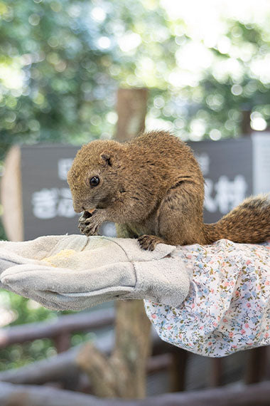 リス村のリスのイメージ